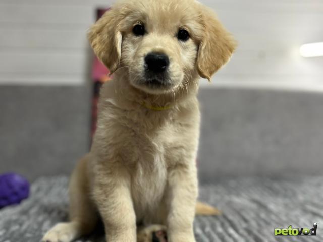 Продаю: РОСКОШНЫЕ ЩЕНКИ GOLDEN RETRIEVER ОТ ТИТУЛОВАННЫХ РОДИТЕЛЕЙ  фото4