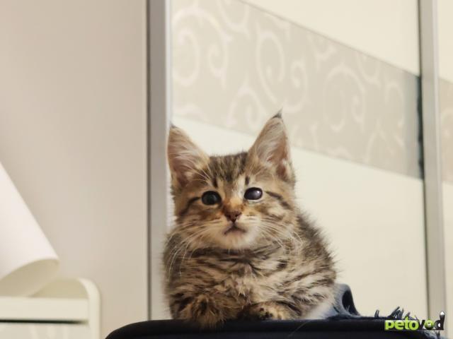 Отдам в дар: Отдам котенка в добрые руки фото2