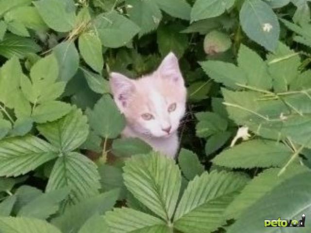 Продаю: Безымянные братья ищут дом и имя фото3