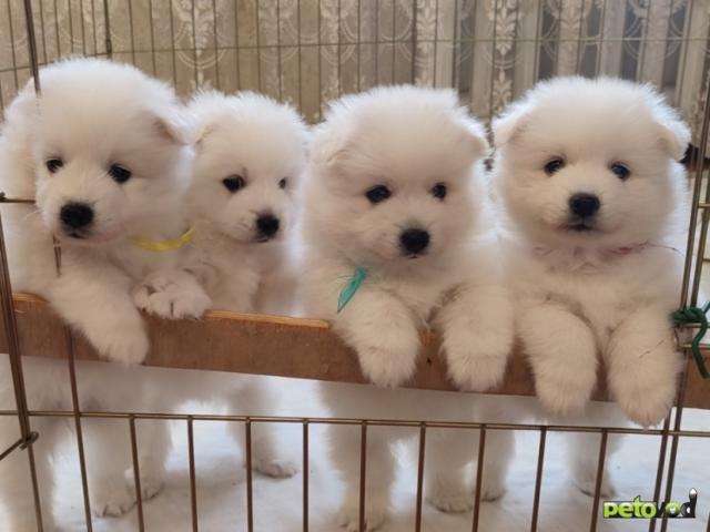 Продаю:  щенков японского шпица фото2
