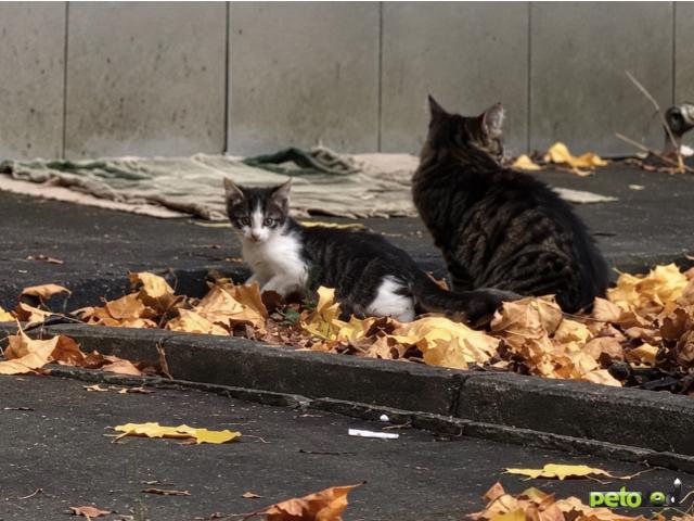 Отдам в дар: Котенок в добрые руки  фото2