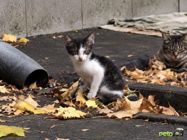 Отдам в дар: Котенок в добрые руки  фото3