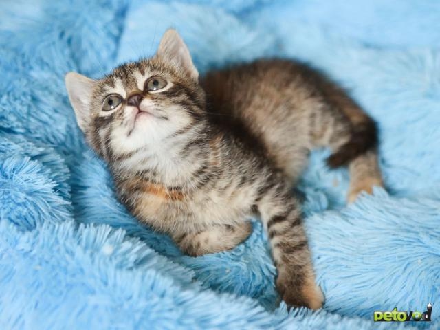 Отдам в дар: Китти ищет дом фото4