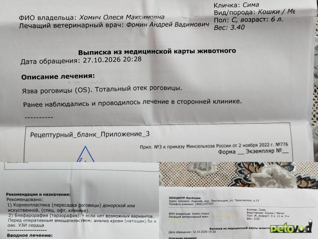 Продаю: Срочный сбор на спасение Симы и поиск нового дома фото3
