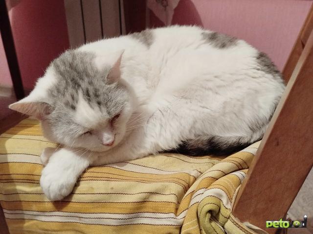 Продаю: Срочный сбор на спасение Симы и поиск нового дома фото4
